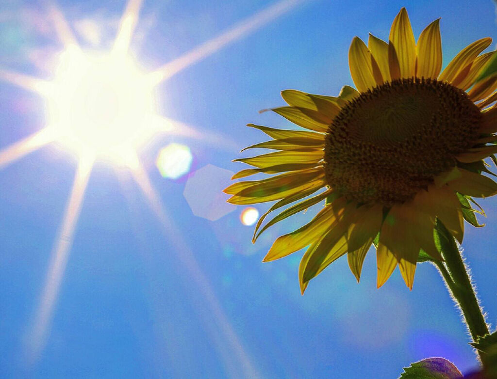 太陽に照らされたひまわりの花