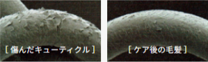 ［ 傷んだキューティクル ］ ［ ケア後の毛髪 ］