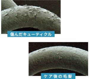 傷んだキューティクル ケア後の毛髪