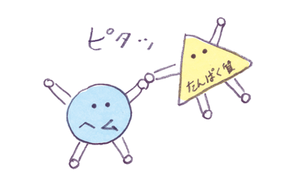 髪のたんぱく質に、瞬時に結びつく